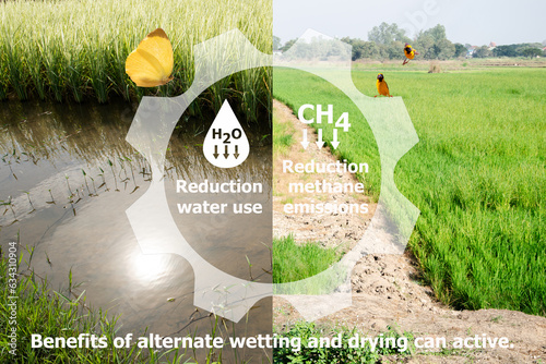 Benefits of alternate wetting and drying can active: reduction water use and reduction methane emission and icons. photo