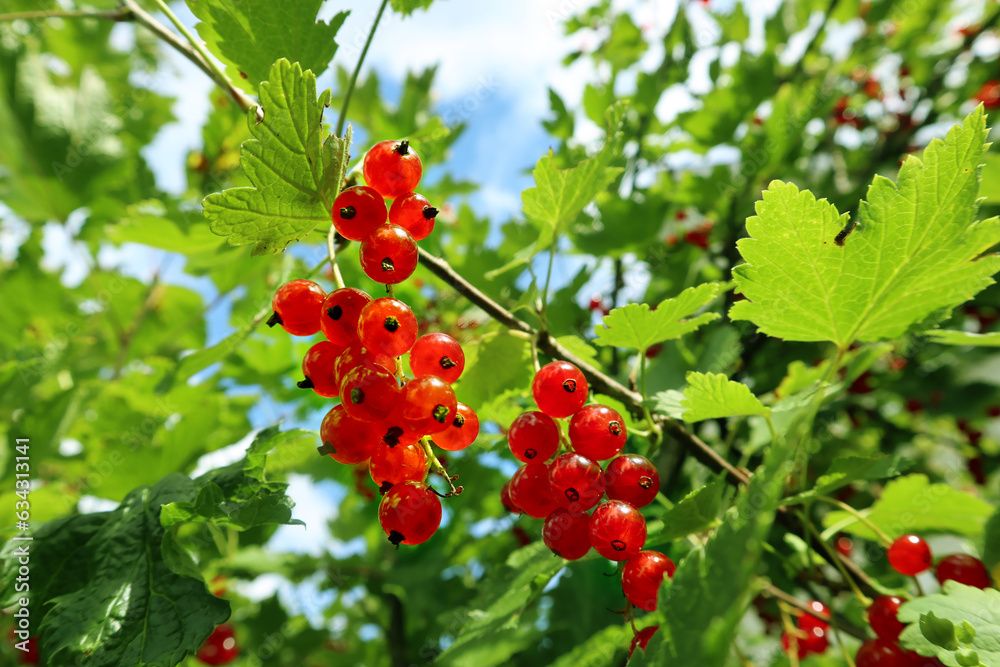 Tree branch of Red currants berries in a green garden. Summer view of a plant with green leaves and ripe fruits illuminated by natural sunlight. Tree branch of Red currants berries in a green garden. Summer view of a plant with green leaves and ripe fruits illuminated by natural sunlight.