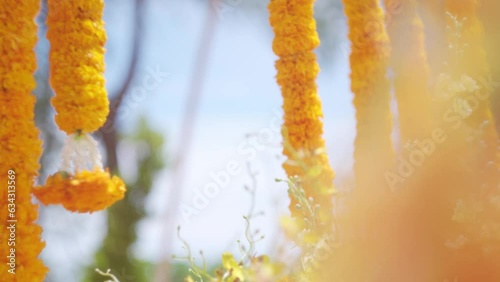 Marigold flowers wedding decor. Hanging vertically yellow flower garlands. Marigold flowers in garden blown by the wind. Indian traditional ceremony venue decoration photo