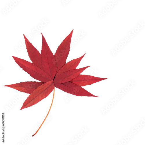 Surreal Autumn Fall staghorn sumac leaves tree shape composition on white background. Abstract minimal vivid red composition for greeting card, label, logo, gift tag.