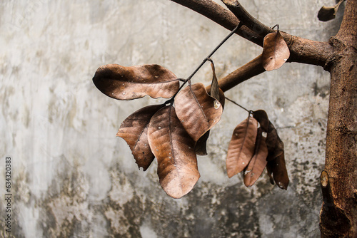 A bunch of dry leaves on a gray wall background. Empty gray wall. Empty area. Autumn. Wallpapers and textures.