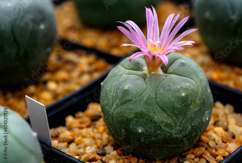 Mammillaria Benneckei, a type of cactus with hook spines There is a tuberous propagation. Clump together into a group. Blooming flowers are pink cactus flowers.