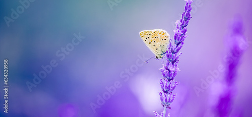 Fototapeta Naklejka Na Ścianę i Meble -  Amazing nature panoramic inspirational closeup of butterfly on flowers. Stunning sunset pastel sunlight, soft blue green colors. Floral meadow blur peaceful foliage tranquil spring summer nature