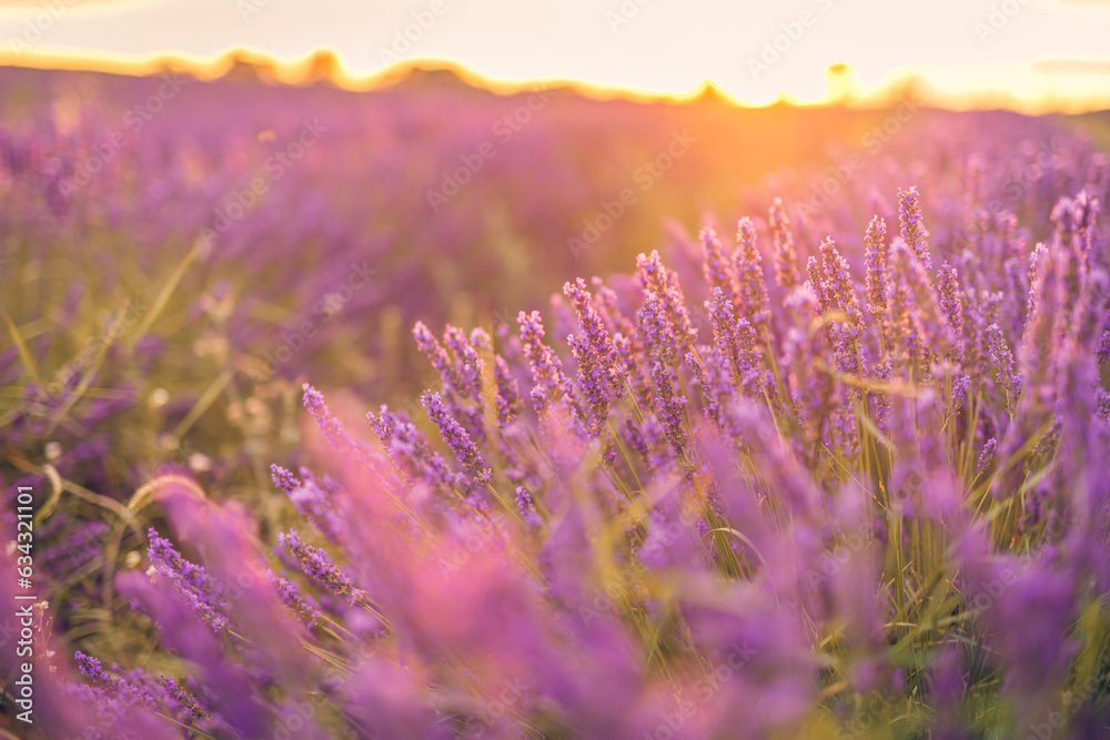 Obraz premium Closeup bright pink purple blooming flowers. Sunset sky over a summer lavender field. Provence, France. Dream landscape, summer serenity. Sunset light, rays over floral meadow field. Amazing nature 