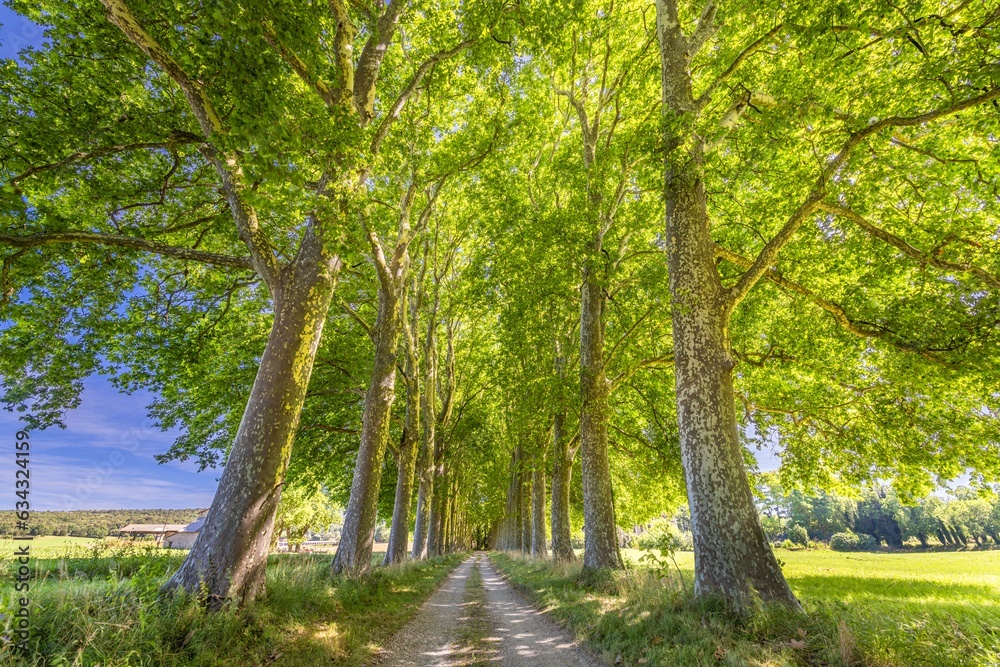 Naklejka premium Green trees alley nature. Tunnel like avenue of Plane trees lined, rural countryside road path. Dream fantasy landscape, south France Provence scenery. Natural woods scenic, tranquil travel background