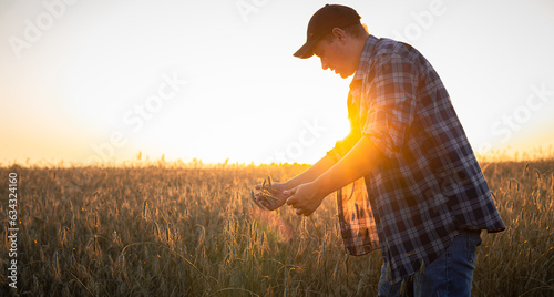 At sunset, a male farmer will check the ripeness of the wheat in the field. The farmer evaluates the degree of maturity of the grain and decides whether to start harvesting from the field.