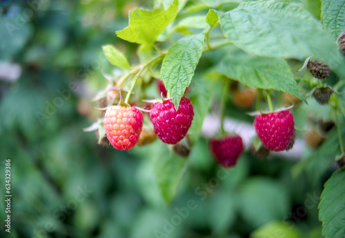 Bunches of ripening raspberries on a background of green leaves