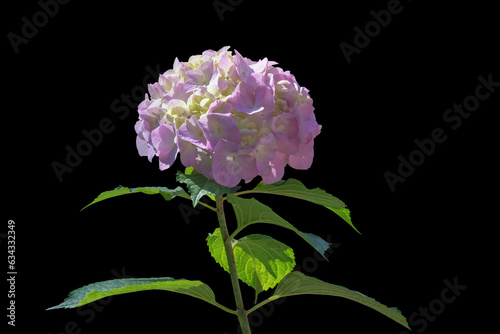 Beautiful flower Hydrangea macrophylla. Isolated on black