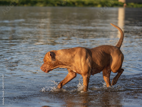 Cute dog swimming in the river on a clear, sunny day. Closeup, outdoors. Day light. Concept of care, education, obedience training and raising pets