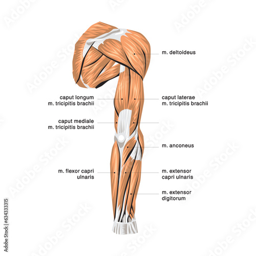 Anatomy of the human digestive system with description of the corresponding internal parts. Anatomical vector illustration in flat style isolated over white background.