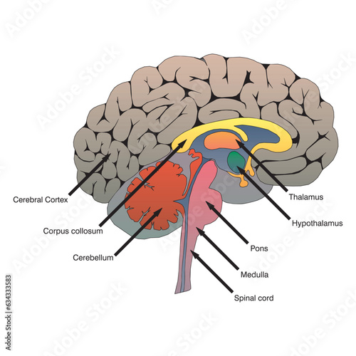 Anatomy of the human digestive system with description of the corresponding internal parts. Anatomical vector illustration in flat style isolated over white background.