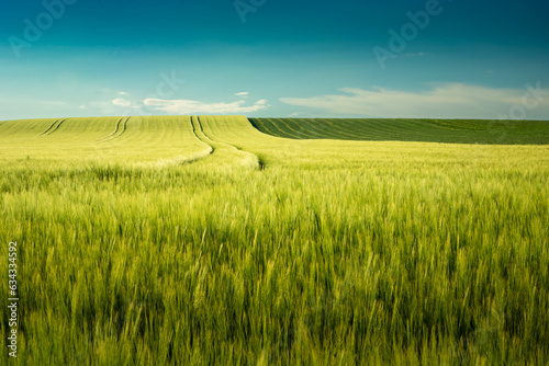 Minimalist landscape with barley field and blue sky view