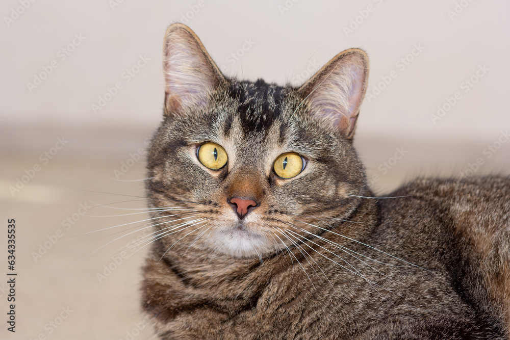 Portrait of cat looking at camera on gray background