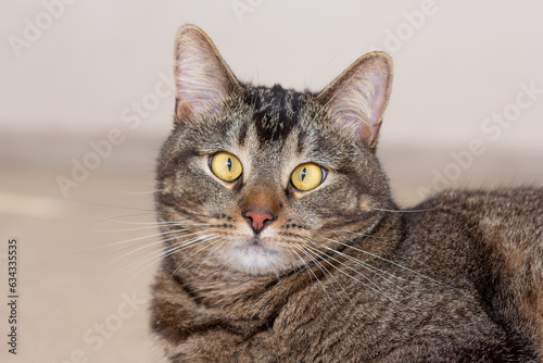 Portrait of cat looking at camera on gray background © Tatiana Foxy