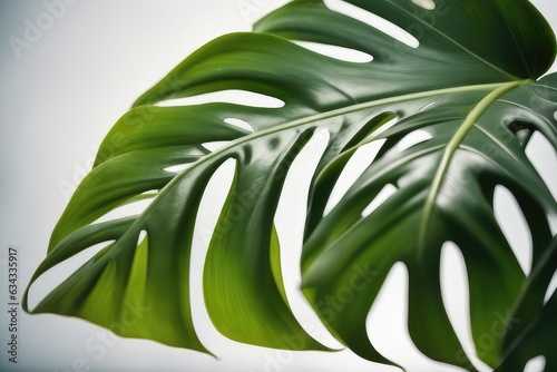 monstera leaves background