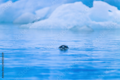 Curious seal in the water in the arctic