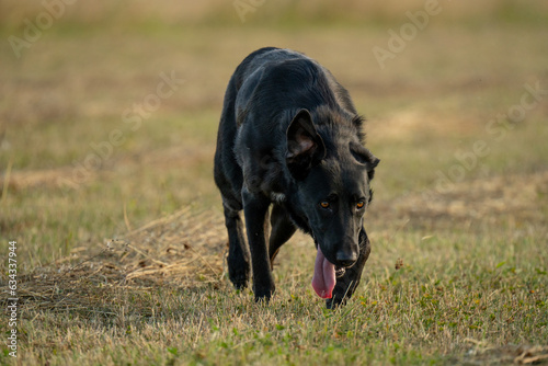 pies z językiem na wierzchu © Kornel