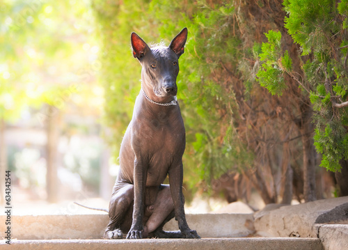 Portrait of one Mexican Hairless Dog (xoloitzcuintle, Xolo) in a park on a background of green trees photo