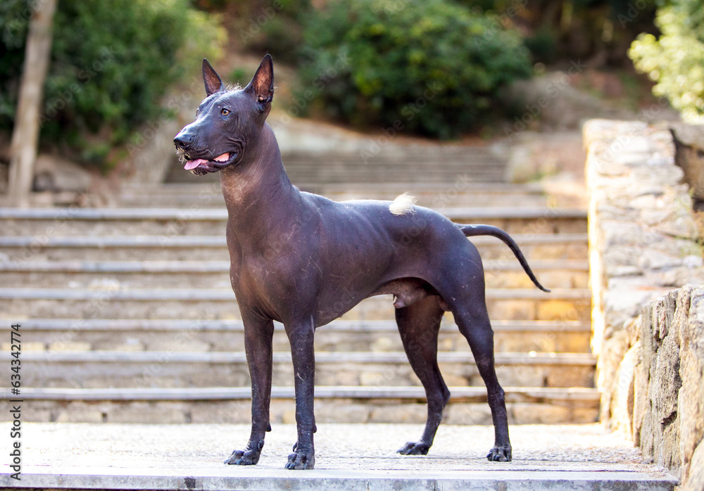 Φωτογραφία Portrait of one Mexican Hairless Dog (xoloitzcuintle, Xolo) in a park on a backg