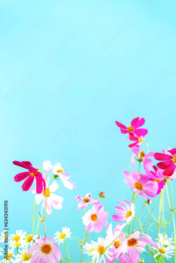 Delicate flowers of pink kosmeya on a blue background.
