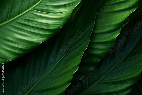 abstract tropical leaves texture, nature background, tropical leaf