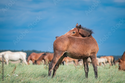 A beautiful thoroughbred horse grazes on a summer field. © shymar27