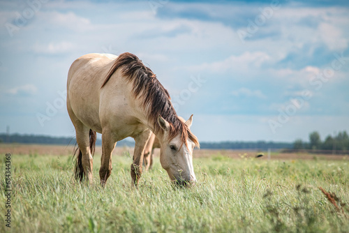 Fototapeta Naklejka Na Ścianę i Meble -  A beautiful thoroughbred horse grazes on a summer field.
