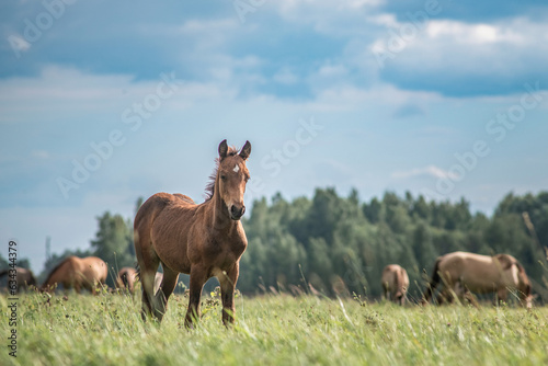A beautiful thoroughbred horse grazes on a summer field.