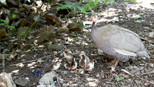 Guinea fowl broody hen with her newly hatched chicks photo