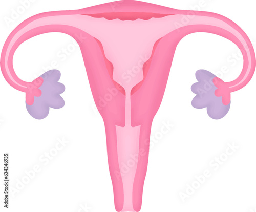 This is an illustration of the uterus