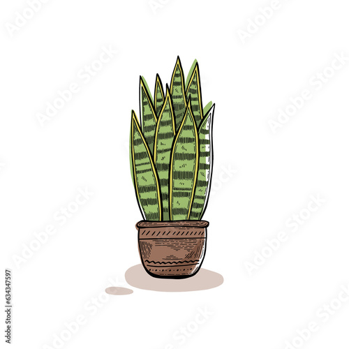 Snake plant illustration with clear isolated background, drawing of a houseplant in a modern retro style (ID: 634347597)