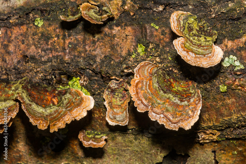 Billede på lærred False Turkey Tail Fungi - Stereum ostrea