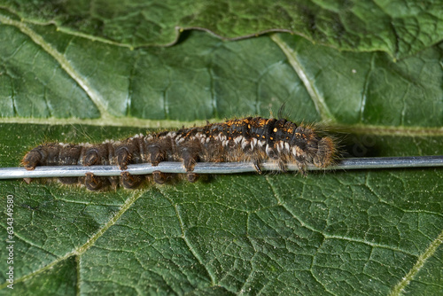 Caterpillar of a large butterfly of the cocoonweaver family - Herbal cocoonweaver (lat. Euthrix potatoria). Spring. photo