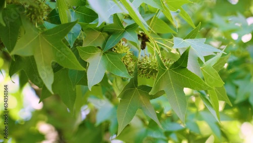 Spiked green fruits of american storax tree (liquidambar styraciflua) close up in the wind photo