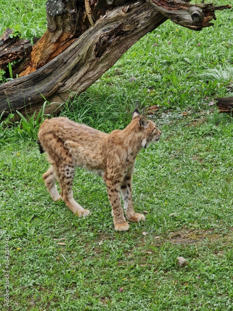 Obraz premium Lince
