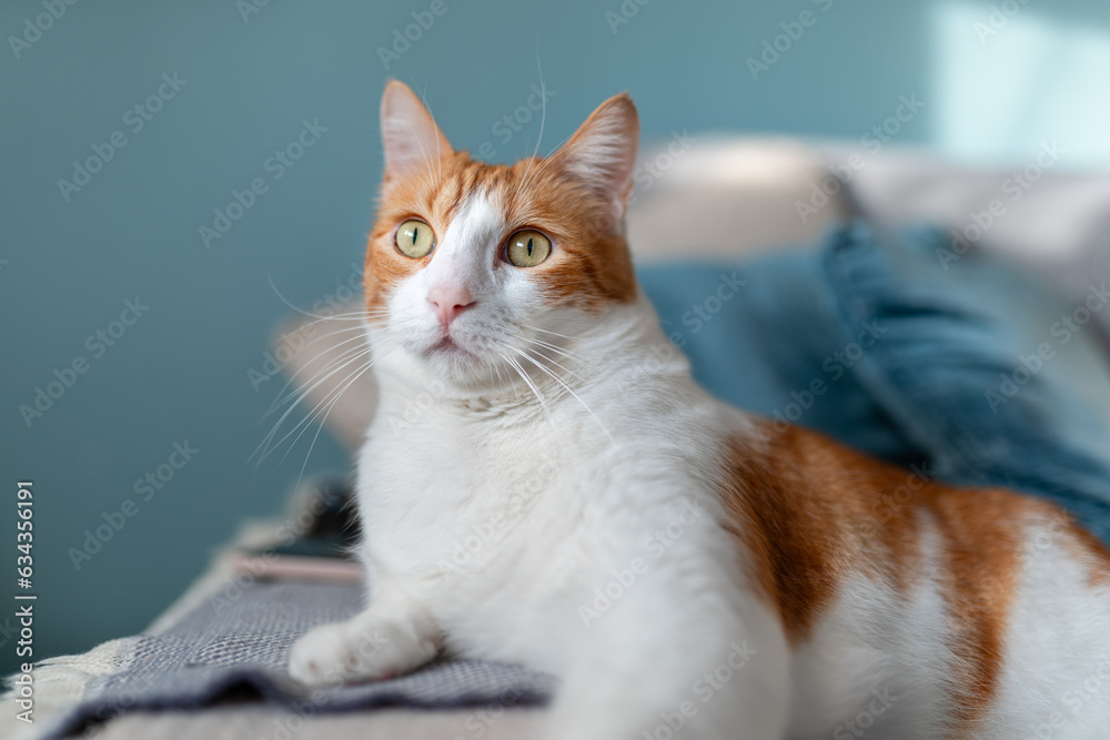 close up. brown and white cat with yellow eyes lying on a sofa with a blue background