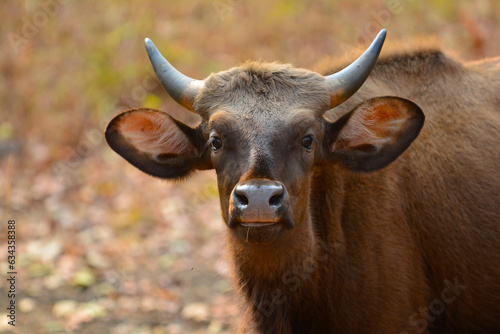 portrait of a indian bison. Indian Bos Gaur in Wildlife. Tadoba Andhari Tiger Reserv. wild bison  photo