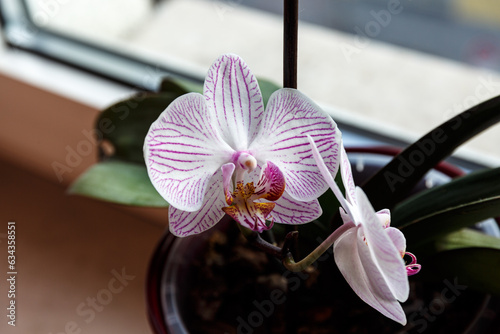 Petal of blooming prchid on window photo