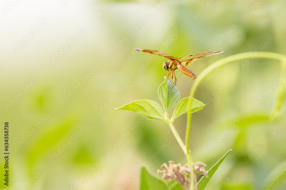 A dragonfly on a green leaf, looking out over a field in Sarasota County, Florida A dragonfly on a green leaf, looking out over a field in Sarasota County, Florida