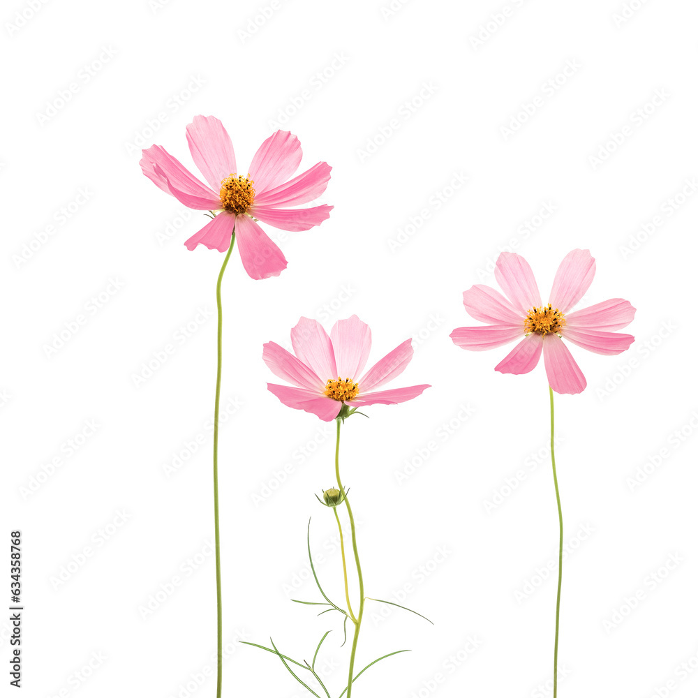 Pink cosmos flowers on a white background.
