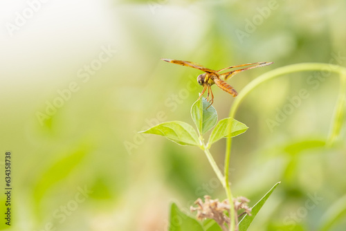 A dragonfly on a green leaf, looking out over a field in Sarasota County, Florida © Hayley Rutger