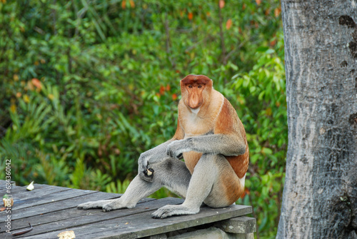 Wild proboscis monkeys in Labuk Bay Proboscis Monkey Sanctuary in Sabah  Borneo  Malaysia