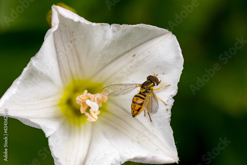 Margined calligrapher fly on white flower. Insect and wildlife conservation, habitat preservation, pollinator and flower garden concept.
