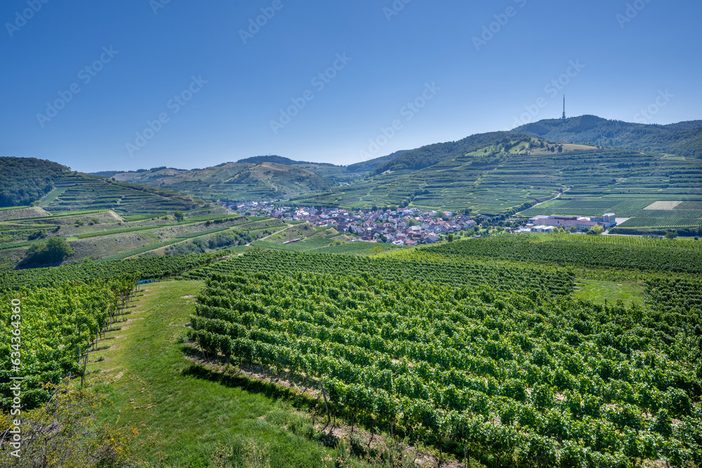 View of Oberberg and  the wine terraces from the Oberberg wine cooperative. Riesling grapes in the famous Bassgeige vineyard. Kaiserstuhl, Baden Wuerttemberg, Germany, Europe.