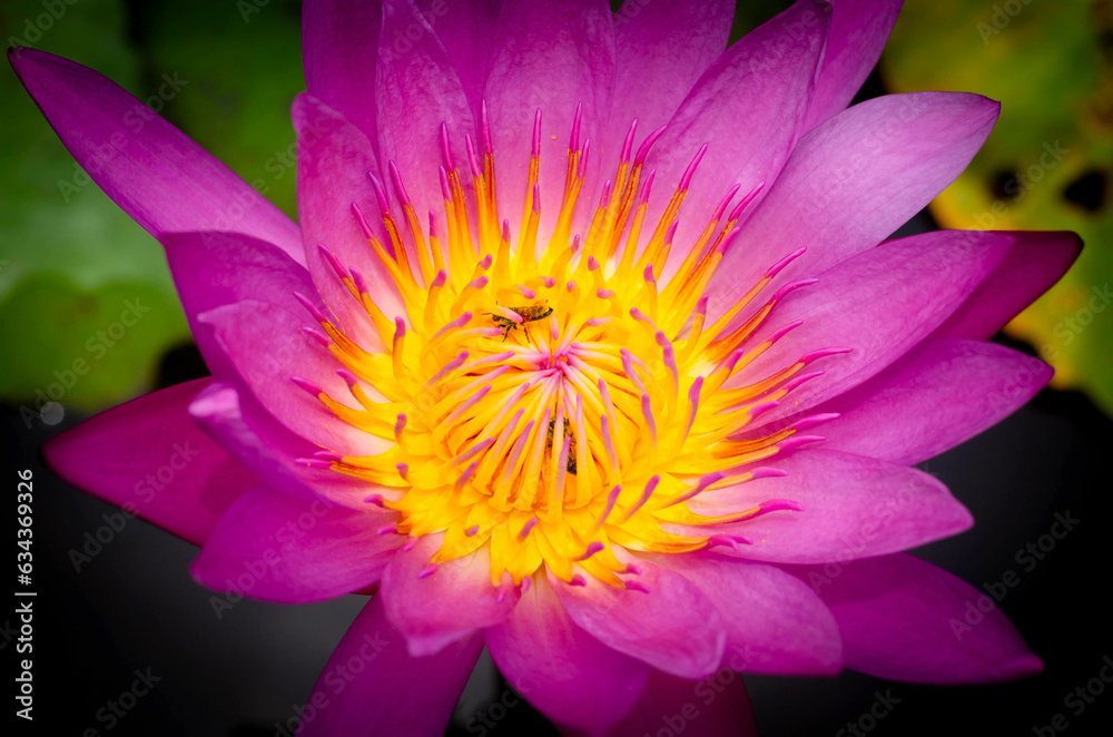 lotus lotus