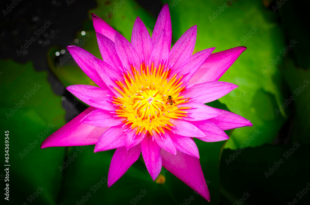 lotus 