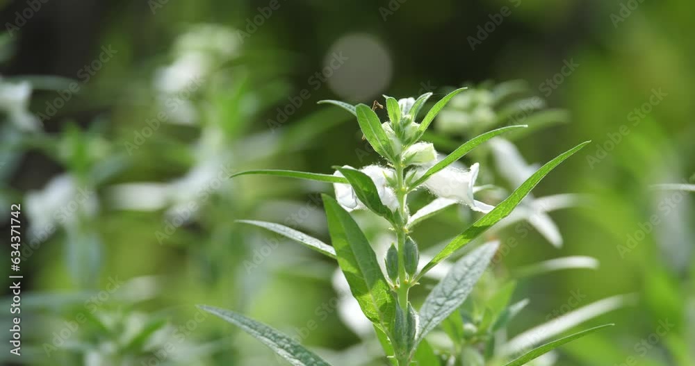 Sesamum plants, fruits,Close up of a white color 'sesamum indicum' flower Sesamum plants, fruits,Close up of a white color 'sesamum indicum' flower