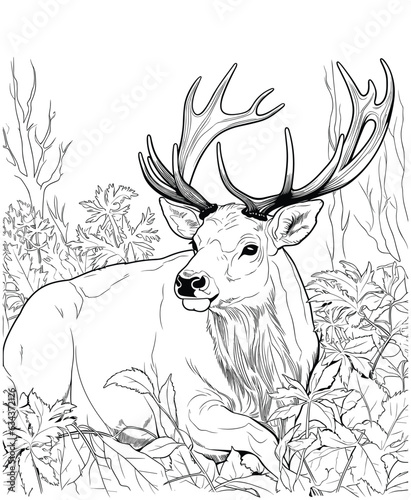 Elk jungle coloring pages