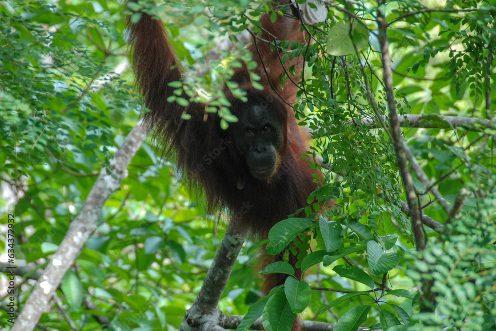 Obraz premium A wild orangutan in a tree of Rainforest Discovery Center in Sabah, Borneo, Malaysia