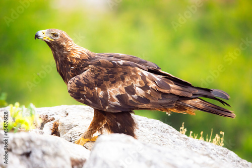 Spanish golden eagle (Aquila chrysaetos homeyeri), the most powerful raptor in Spain. photo